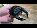 バケモノみたいなオオクワガタがいる昆虫ショップがヤバすぎる