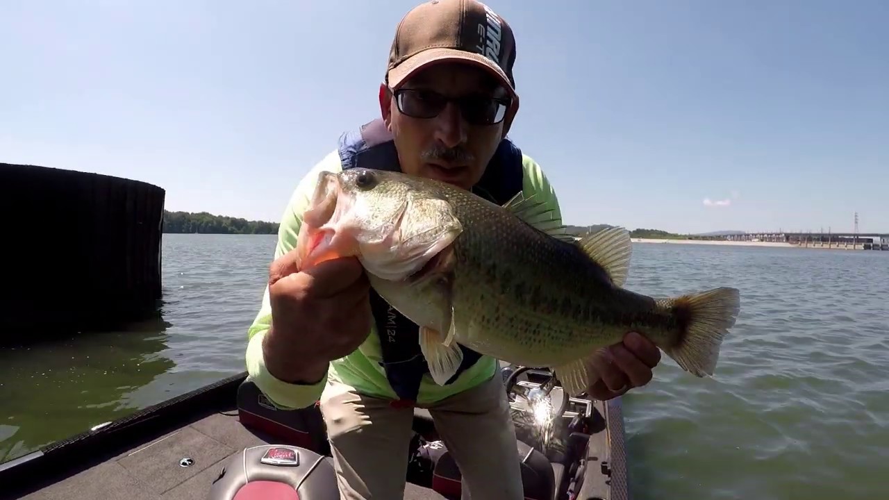 Chickamauga Lake Bass Fishing May 2019 YouTube