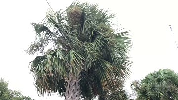 9-4-19 St Simons Island, GA - Dorian Surf - Pier - Boarded Buildings - Tourists