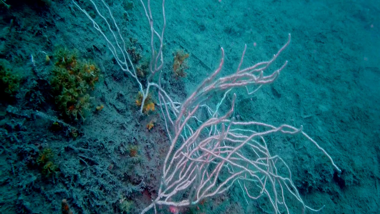 eunicella singularis 3