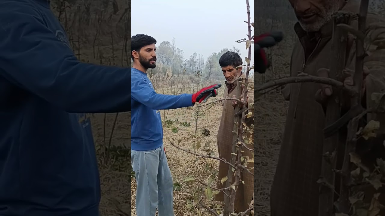 Pruning camp. Happy to see another satisfied grower from Budgam! For queries  contact: 7889827787.