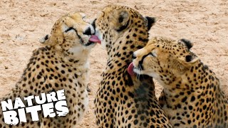 Sick Cheetah Reunited With Family | The Secret Life of the Zoo | Nature Bites