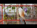 Cendet Stress Langsung Sembuh Dengan Pancingan Cendet Satu Ini Dijamin Sontak Ngamuk Mp3 - Mp4 Download