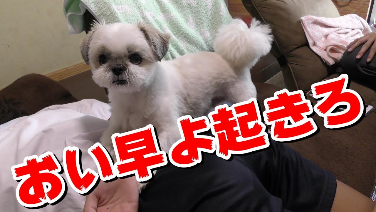 シーズー ハルが上のお姉ちゃんを起こすやり方がえげつない 笑 Youtube シーズー ハルが上のお姉ちゃんを起こすやり方がえげつない 笑 Youtube