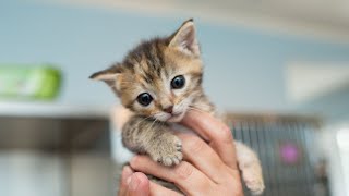 Cute Kittens Meowing Funny Videos and Two Kittens Fighting Videos and Kittens Videos Cats Comrade by Cats Comrade 31 views 4 years ago 10 minutes, 44 seconds