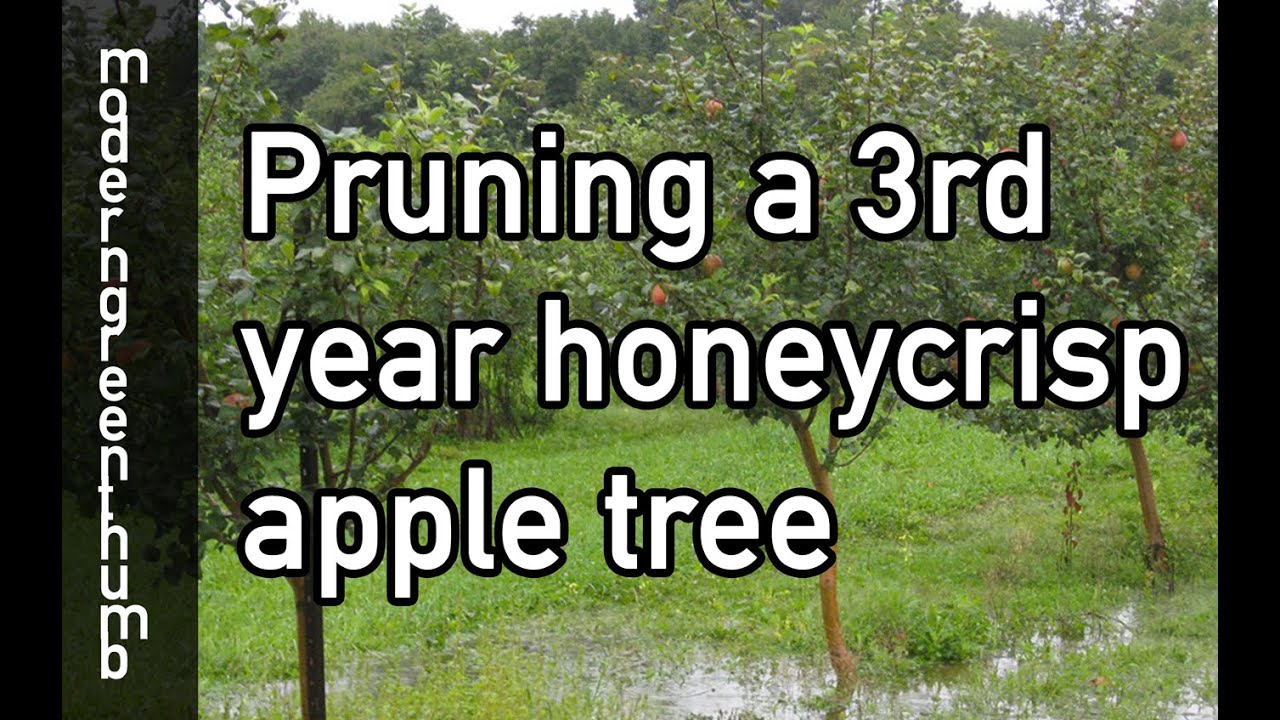 How to Grow and Care for Honeycrisp Apple Trees