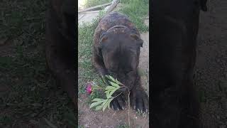 🐕создание букета🫣 #canecorso #канекорсо #тайсон #ада #алекса #собака #весна #пион