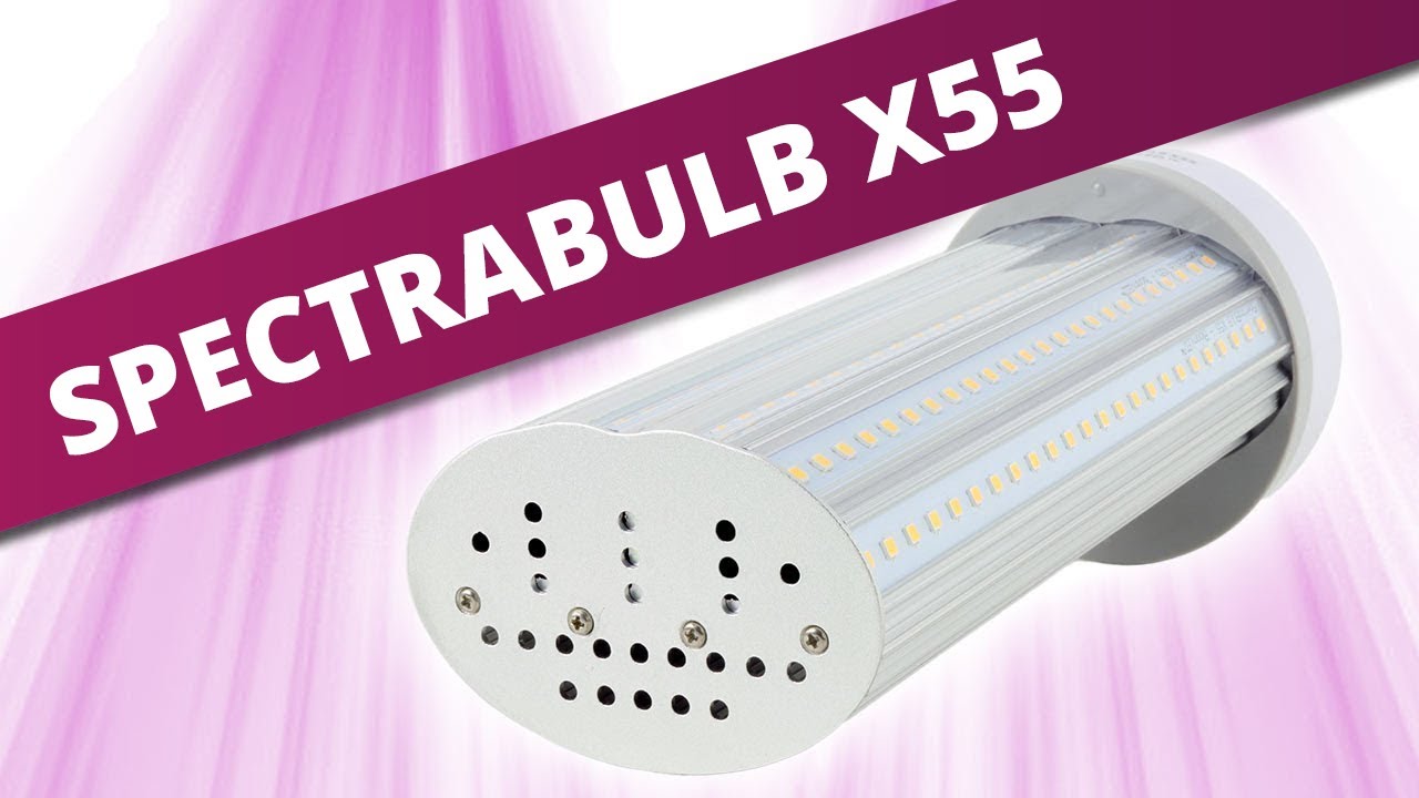Découverte de la SpectraBULB X55