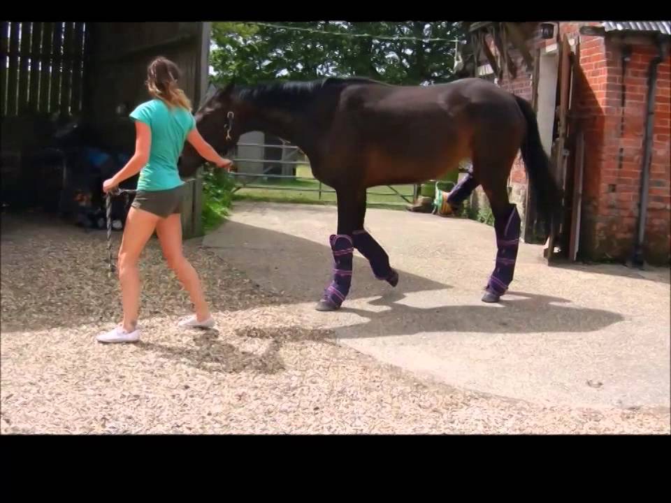 thoroughred wearing her new travel boots YouTube