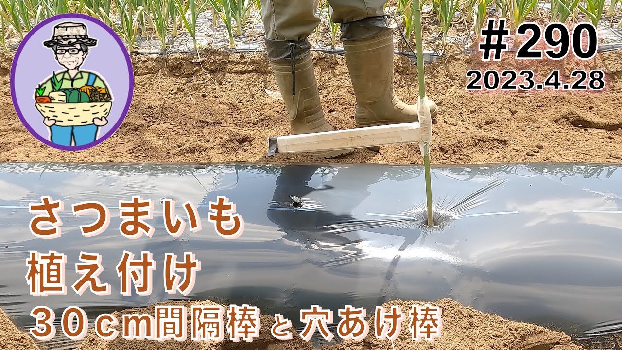 さつまいも」を30cm間隔棒と穴あけ棒を使って植え付ける。 290話