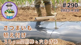 定寸マーカー　さつまいも　植え付けピッチ さつまいも」を30cm間隔棒と穴あけ棒を使って植え付ける。 290話