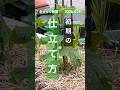【きゅうり栽培の初期の仕立て方をお伝えします】 #きゅうり栽培