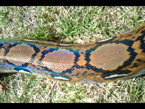 Het albino/het titanium