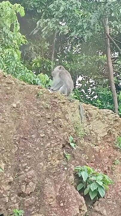 Monyet menunggu belas kasihan manusia