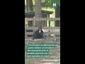 Simulacro para la caza de osos en Japón