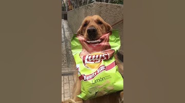Smiling Dog Participates in Potato Chip Campaign || ViralHog