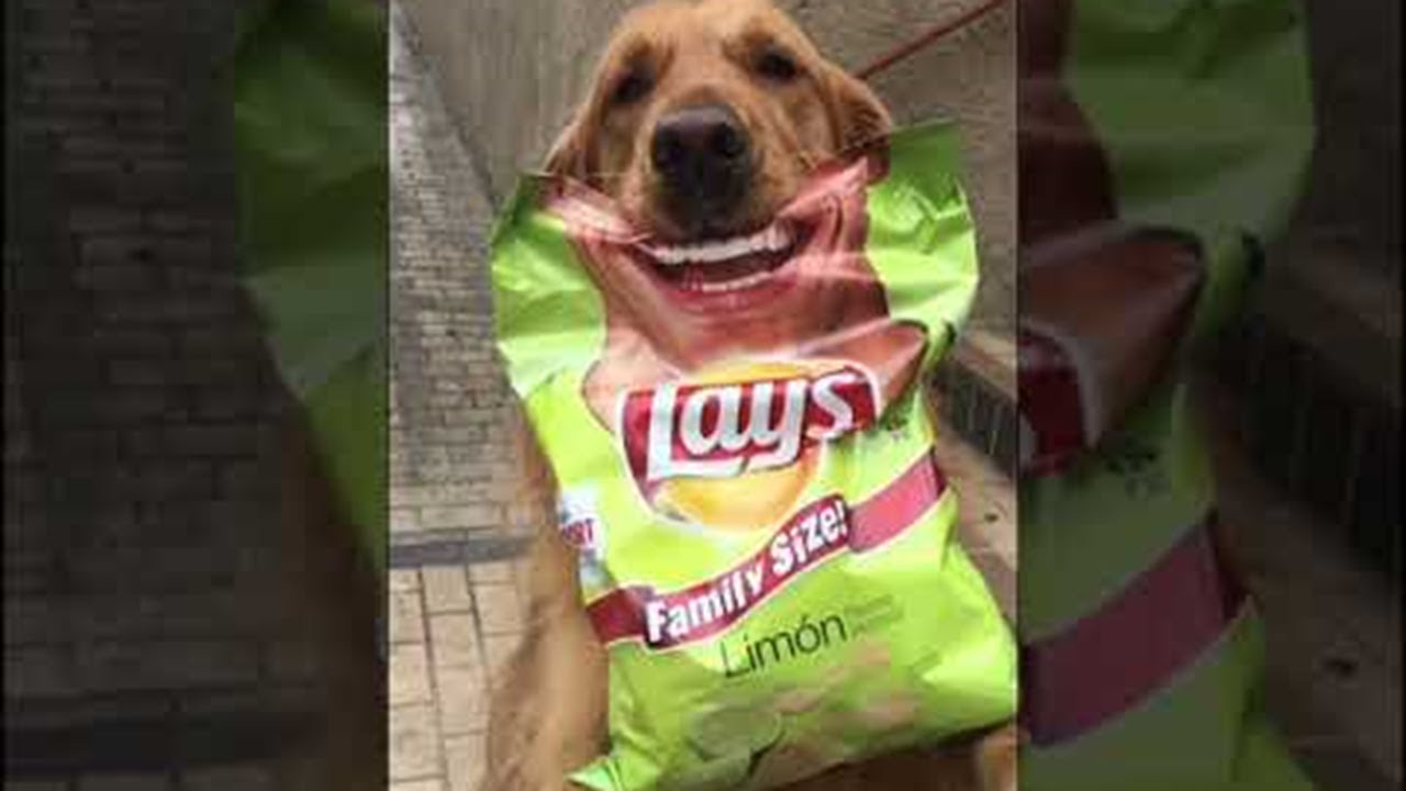 Smiling Dog Participates in Potato Chip Campaign ViralHog YouTube