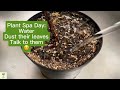 Watering your dry indoor plants garden care tips how to garden plant care plant  gardeningtips