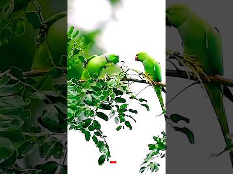 Parrot 🐦 Lover | Family #birds #viral #shorts