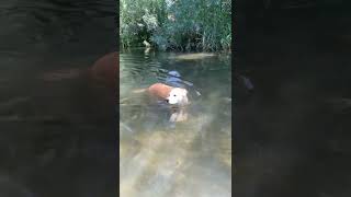 Swimming In The River 🐕 💦