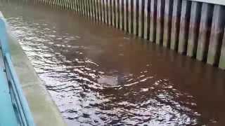 Tees Barrage - 2 Grey seals fighting over salmon