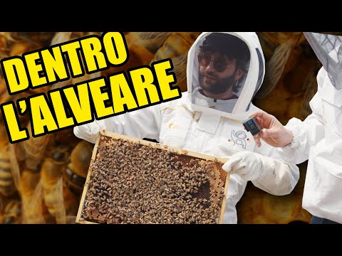 Video: Le falene delle vespe dal corpo scarlatto pungono?