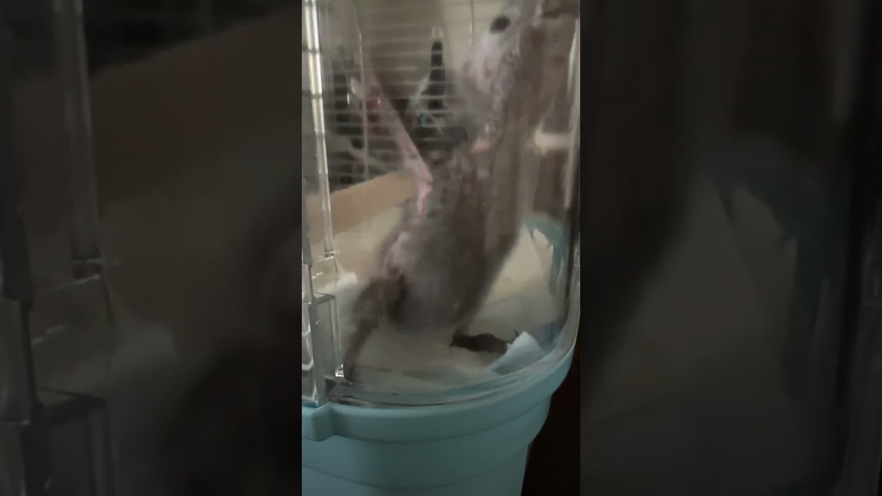 A 32 Day Old Green Cheeked Parakeet Practicing Flying 