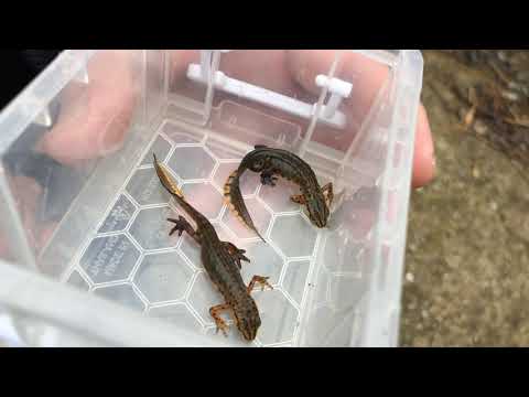 Βίντεο: Τι είδους διάσπαση έχουν οι βάτραχοι;
