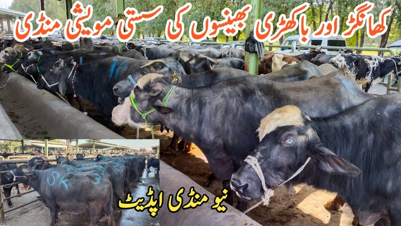 Buffalo Update Fresh Rates Mandi Khangar Buffalo Farming in Pakistan ...