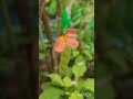 beautiful nature #nature #beautiful #flowers #fyp