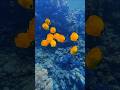 colourful underwater fish 🐠🐟 #shortvideo #shark #viral #fishing #ocean #underwaterphotography