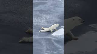 Smart polar bear is a bit too careful while moving over thin ice || PETASTIC