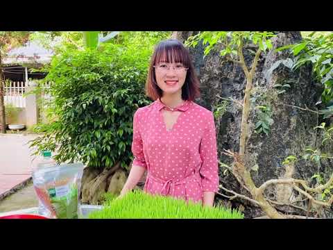 Video Trồng cỏ lúa mì từ A-Z - youtube