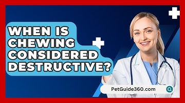 When Is Chewing Considered Destructive? - PetGuide360.com