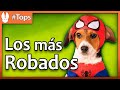 TOP. Las 10 Razas de Perros más Robadas del Mundo.