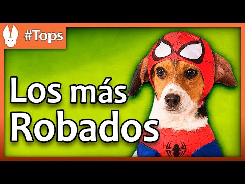 Video: Las 10 razas de perros más comúnmente robadas