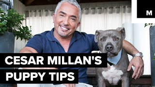 Cesar Millan's puppy tips