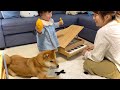 ピアノの音に反応する柴犬と、隣でパプリカを真似して踊りだす1歳娘