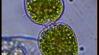 PRORODON VIRIDIS CILIATE DIVISION.