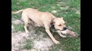 Ace Enjoying His Cow Hide