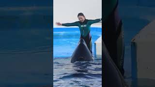 ルーナが超嬉しそう♥ #Shorts #鴨川シーワールド #シャチ #Kamogawaseaworld #Orca #Killerwhale
