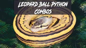 Leopard Ball Python Morph Combos | Jack