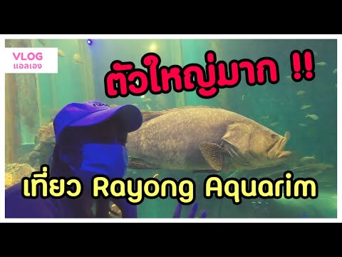 ดูปลาทะเลที่สถานแสดงพันธุ์สัตว์น้ำระยอง ฮิ (Rayong Aquarium)