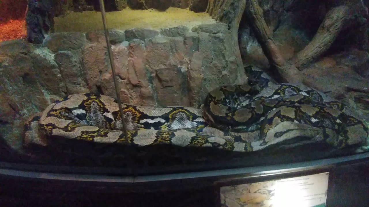 Large Indonesian Python The Biggest 8M Python at Taman Safari Indonesia - YouTube