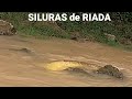 SILURAS de RIADA