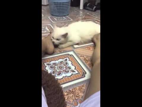 Mèo ALD đang gào đực