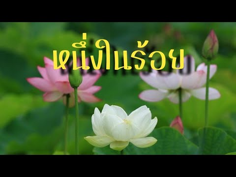 เพลงหนึ่งในร้อย @khlui_Thai.ZurinP  เพลงไทยอมตะ บ​รรเลงขลุ่ย​ไทย​