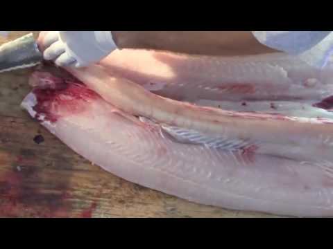 วีดีโอ: วิธีทำความสะอาดปลาสเตอร์เจียน
