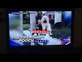 Dog Campaigns in the 2024 United States Presidential Election on 7NEWS Boston