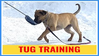 Tug training with Boerboels! - Part 1 by Large Dog Xperience 330 views 1 year ago 6 minutes, 27 seconds